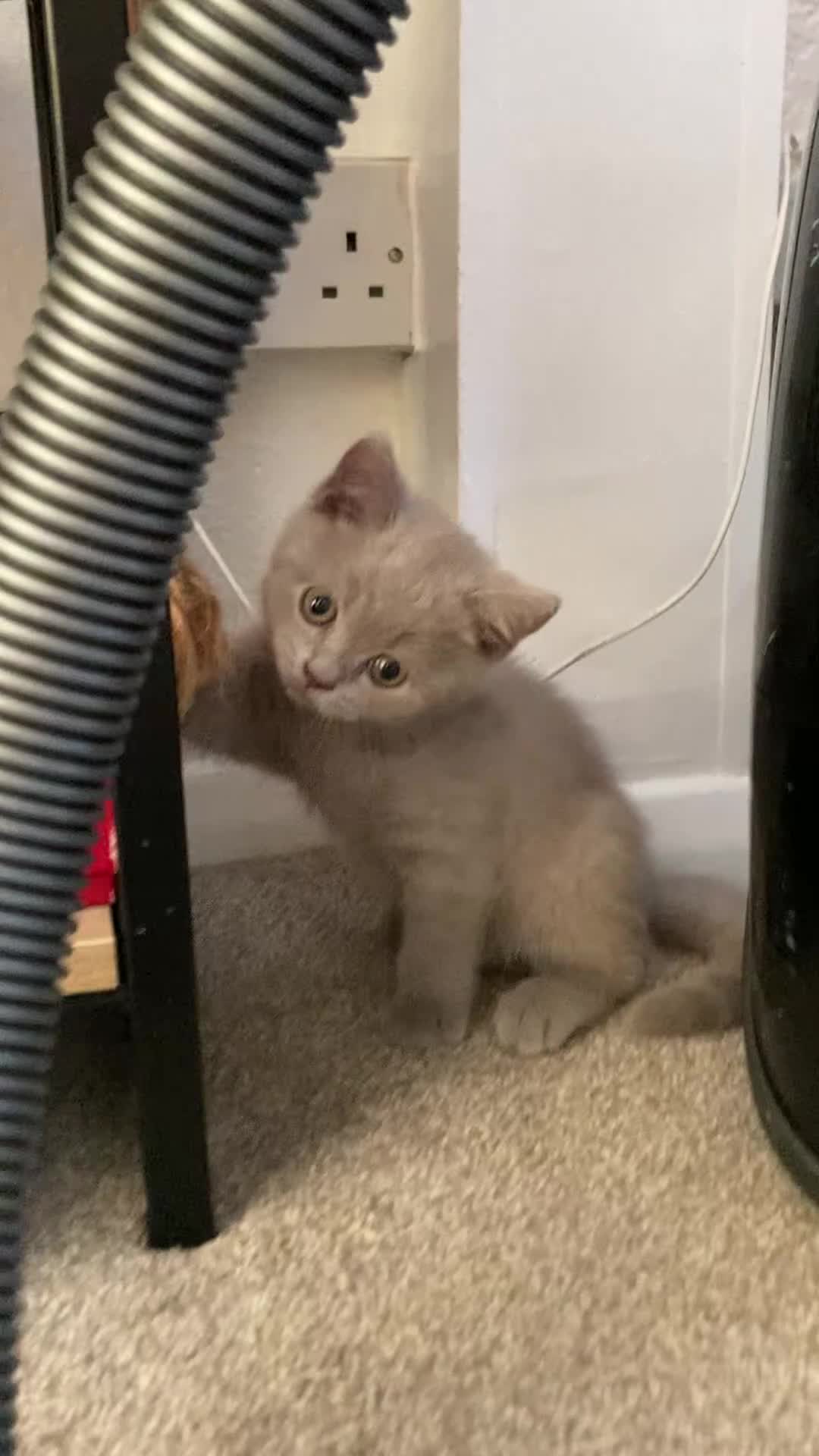 British Shorthair cats for sale: Beautiful BSH Kittens/Blue/Lilac/GCCF parents - Video 1
