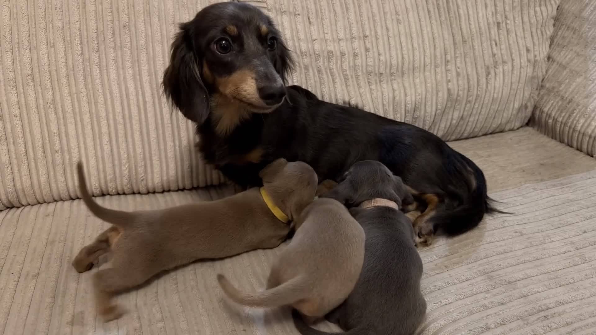 Miniature Dachshund dogs for sale: Adorable Miniature Dachshund Puppies - Video 3