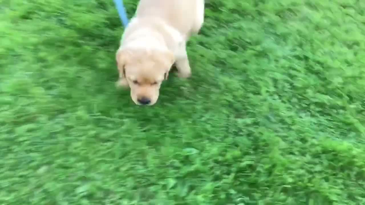Labrador Retriever dogs for sale: Rkc reg, dna health test, hip and elbow score,  in Dulverton - Video 1