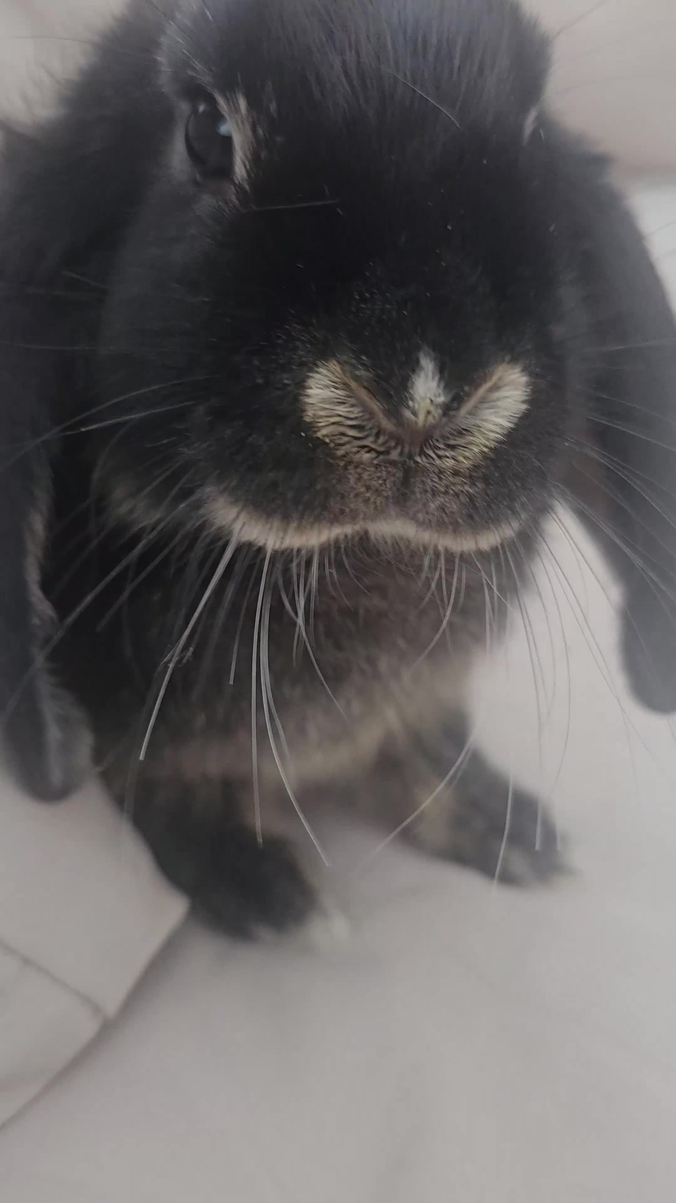 Mixed Breed rabbits for sale: Rabbits for Sale Male black  / Female brown  - Video 1