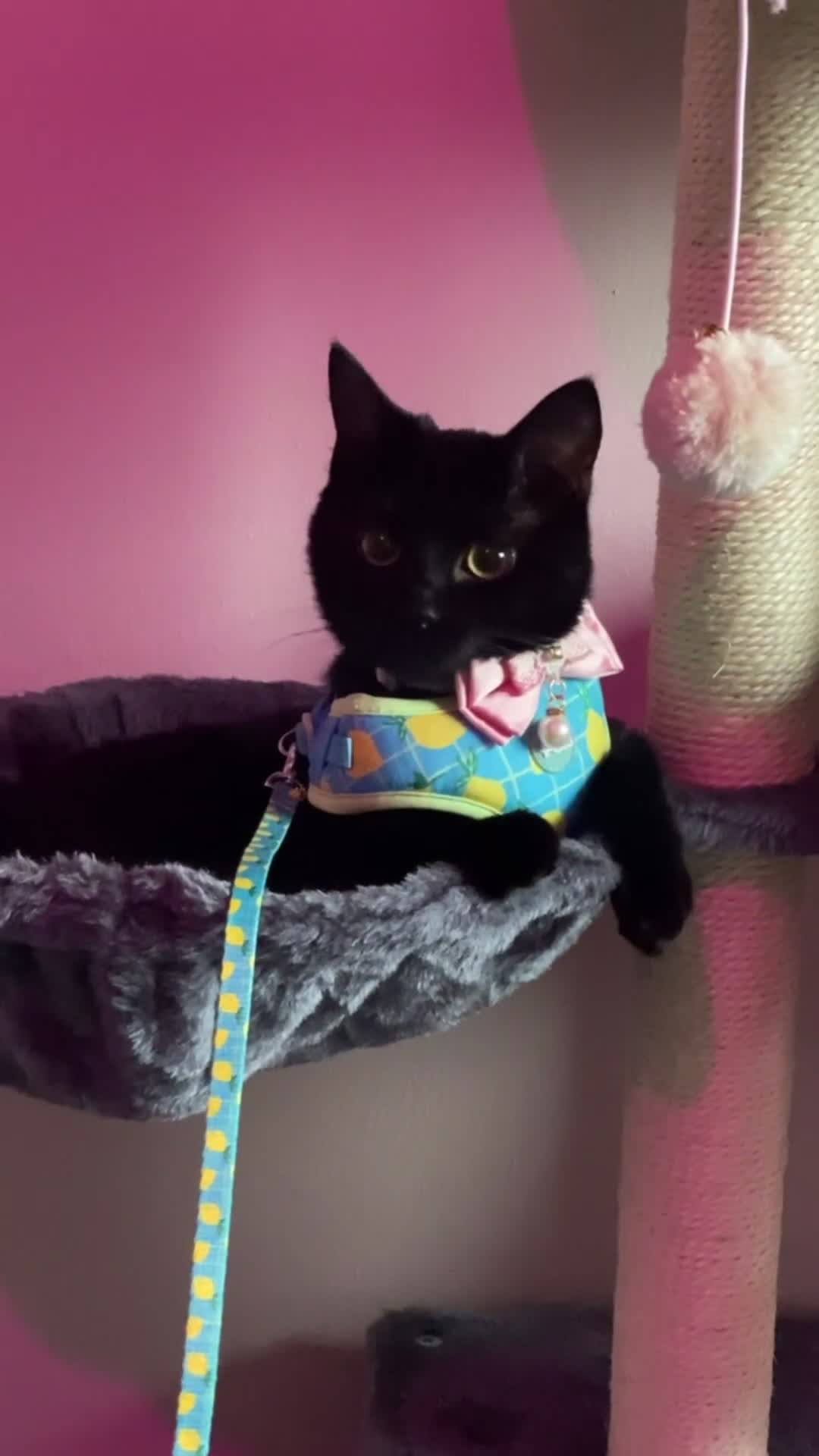 Mixed Breed cats for sale: Rehoming Gemi - Video 1