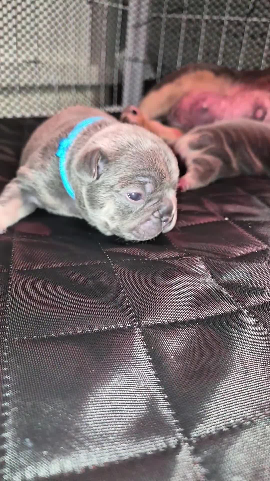 French Bulldog dogs for sale: Lilac and tan male frenchie for sale  in Chelmsford - Video 1