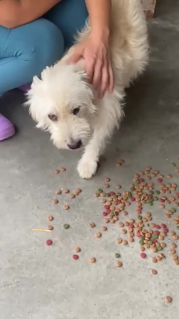 Mixed Breed dogs for adoption: McWessie, 2-3 yrs old. Available for adoption. - Video 2