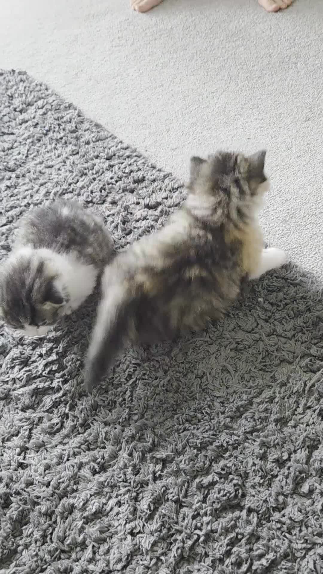 Mixed Breed cats for sale: Adorable kittens for sale in Saint Austell - Video 1