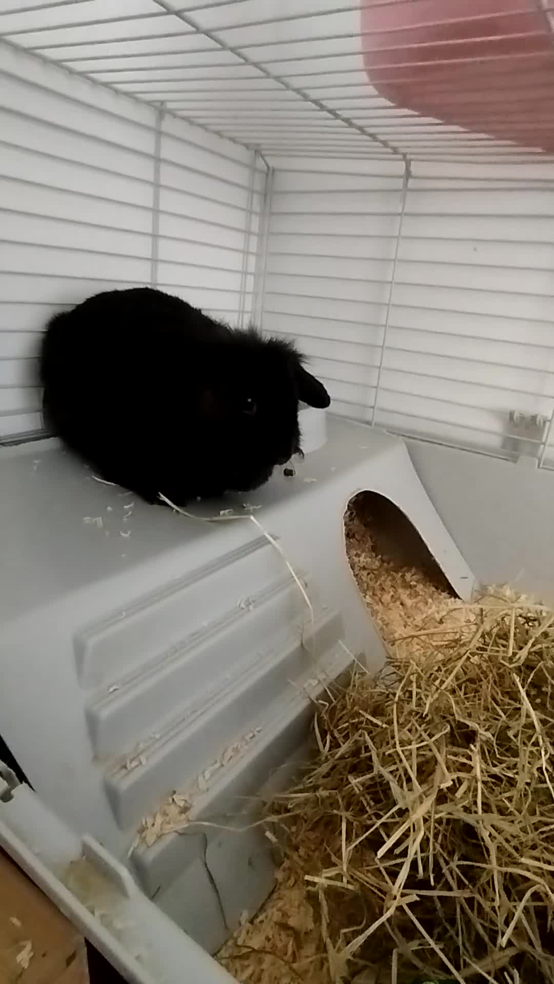 Mini Lion Lop rabbits for sale: Truffle the mini lion lop - Video 1