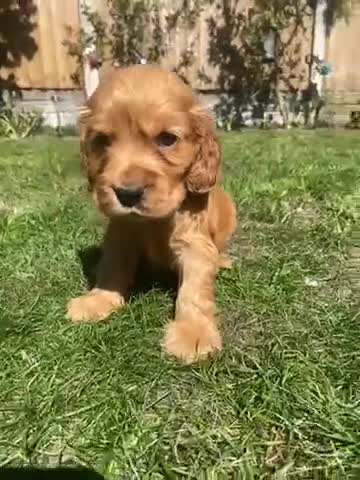 Cocker Spaniel dogs for sale: KC Reg Show Type Cocker Spaniel puppies - Video 1