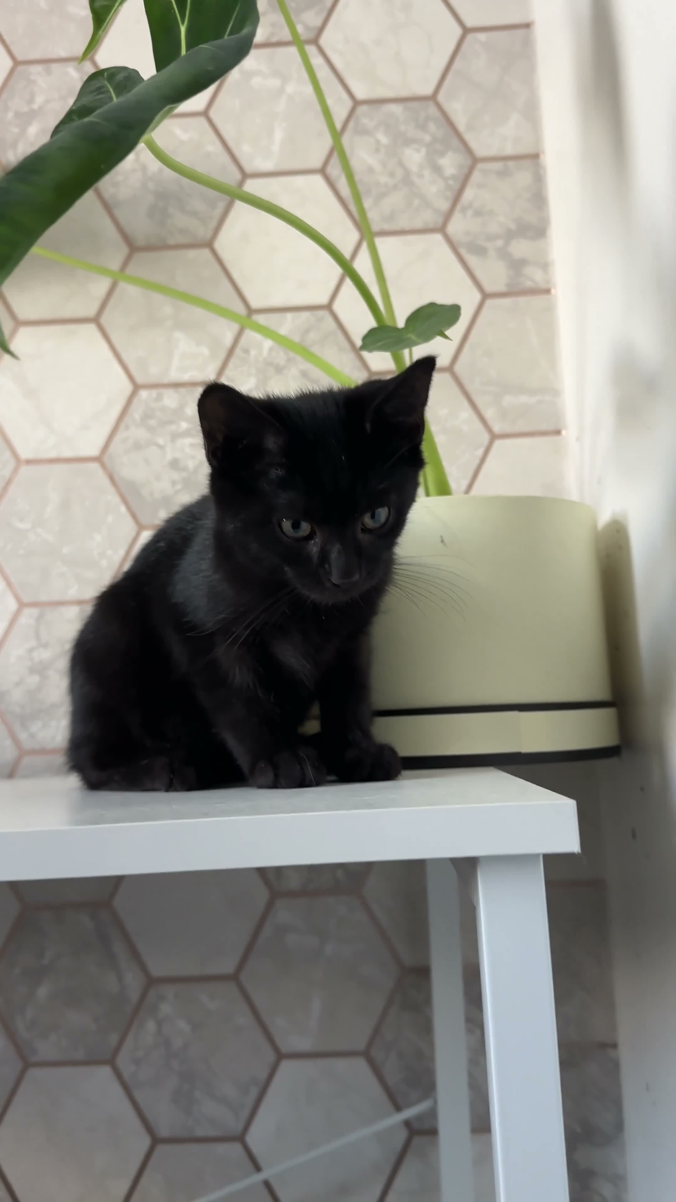 Russian Blue cats for sale: Russian blue cross with BSH in London - Video 2