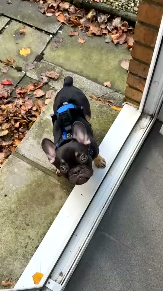French Bulldog dogs for sale: Chocolate tan French bulldog puppy - Video 1