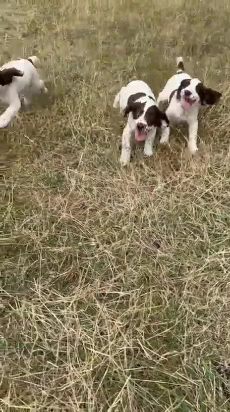 English Springer Spaniel dogs for sale: English Springer Spaniel Pups For Sale - Video 2