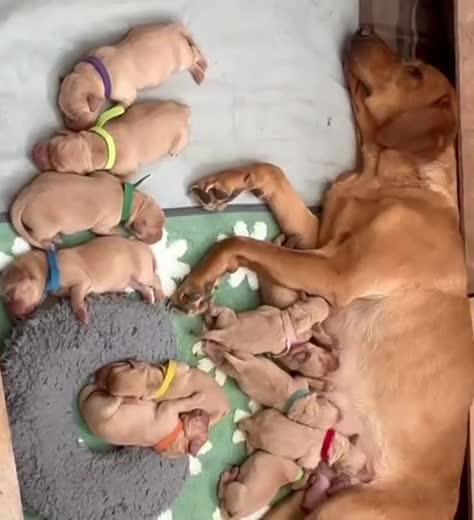 Labrador Retriever dogs for sale: Fox red labrador puppies KC Registered - Video 1