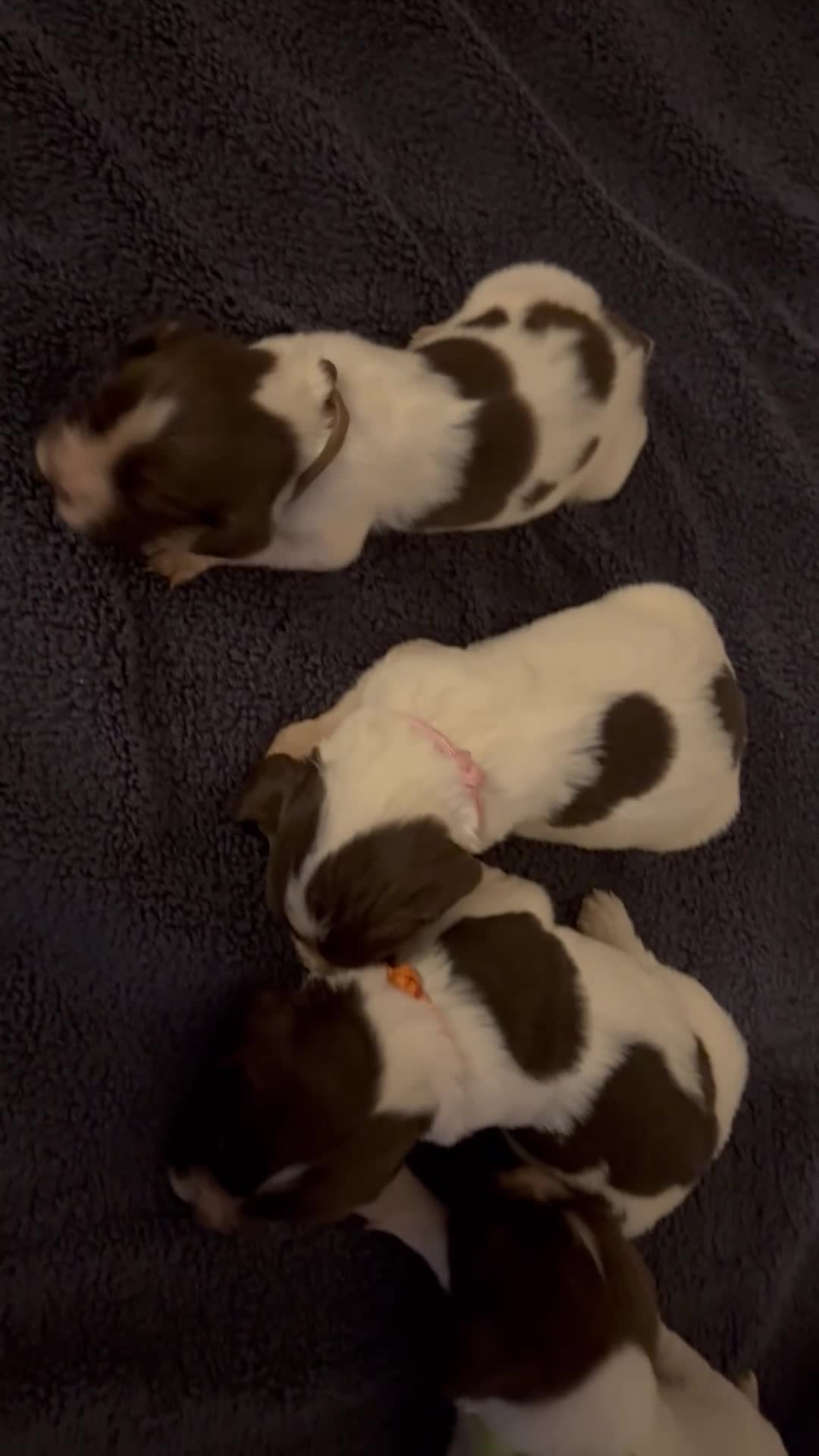 English Springer Spaniel dogs for sale: Working Springer Spaniels  - Video 2