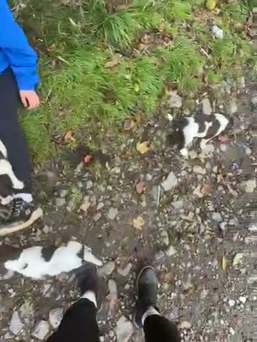 English Springer Spaniel dogs for sale: Beautiful intelligent springer puppies  - Video 1