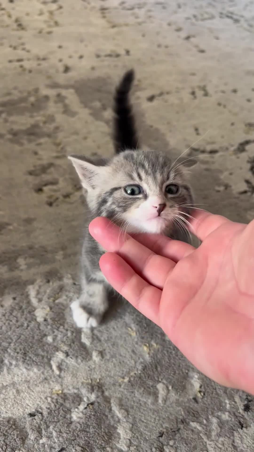 Mixed Breed cats for sale: 5 beautiful kittens (1 boy and 4 girls) - Video 1