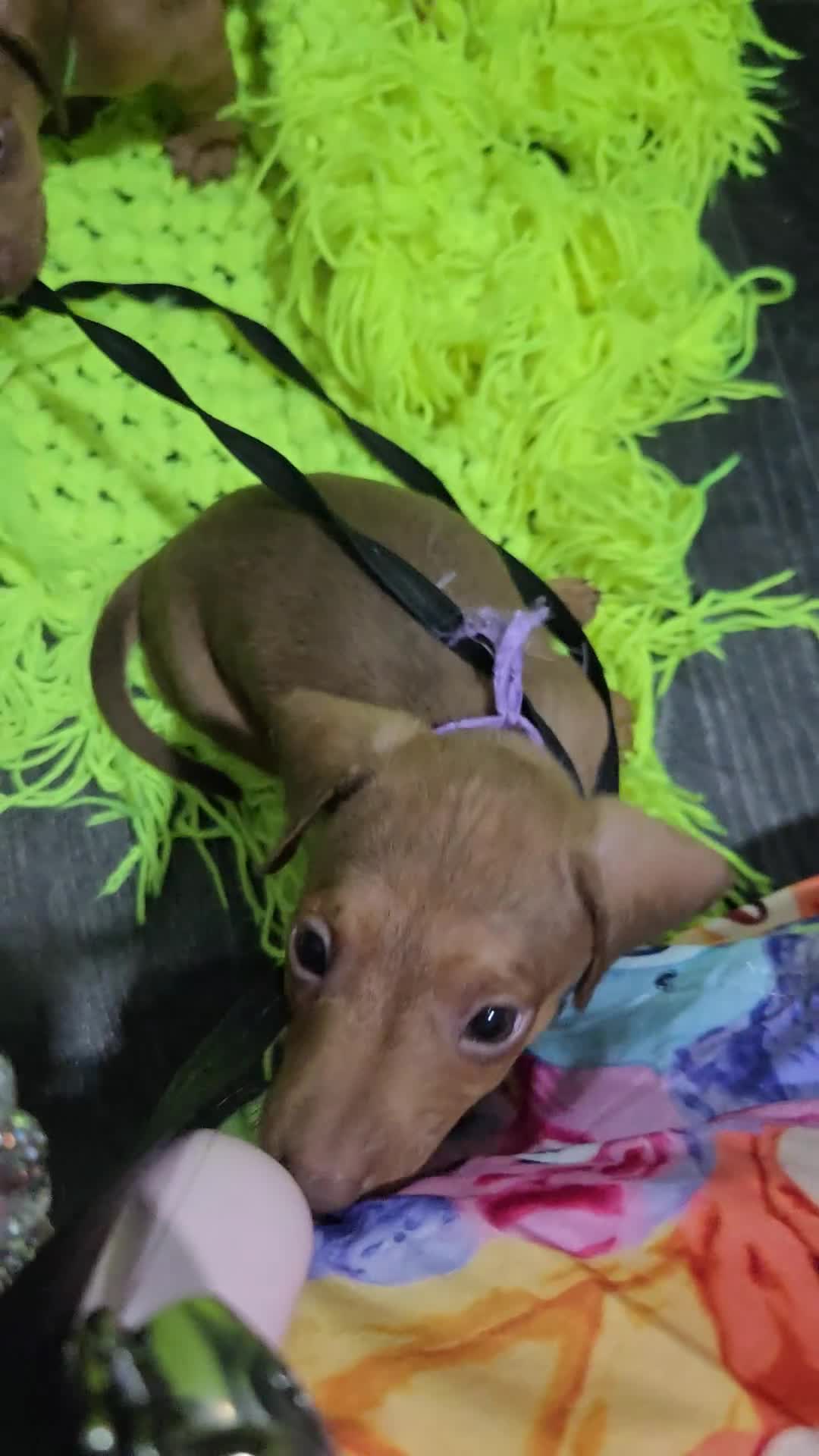 Dachshund dogs for sale: Dachshund  - Video 4
