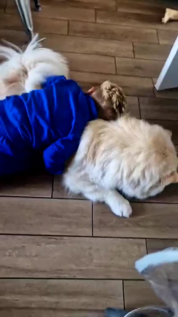 Chow Chow dogs for sale: 5 year old chow chow  - Video 1