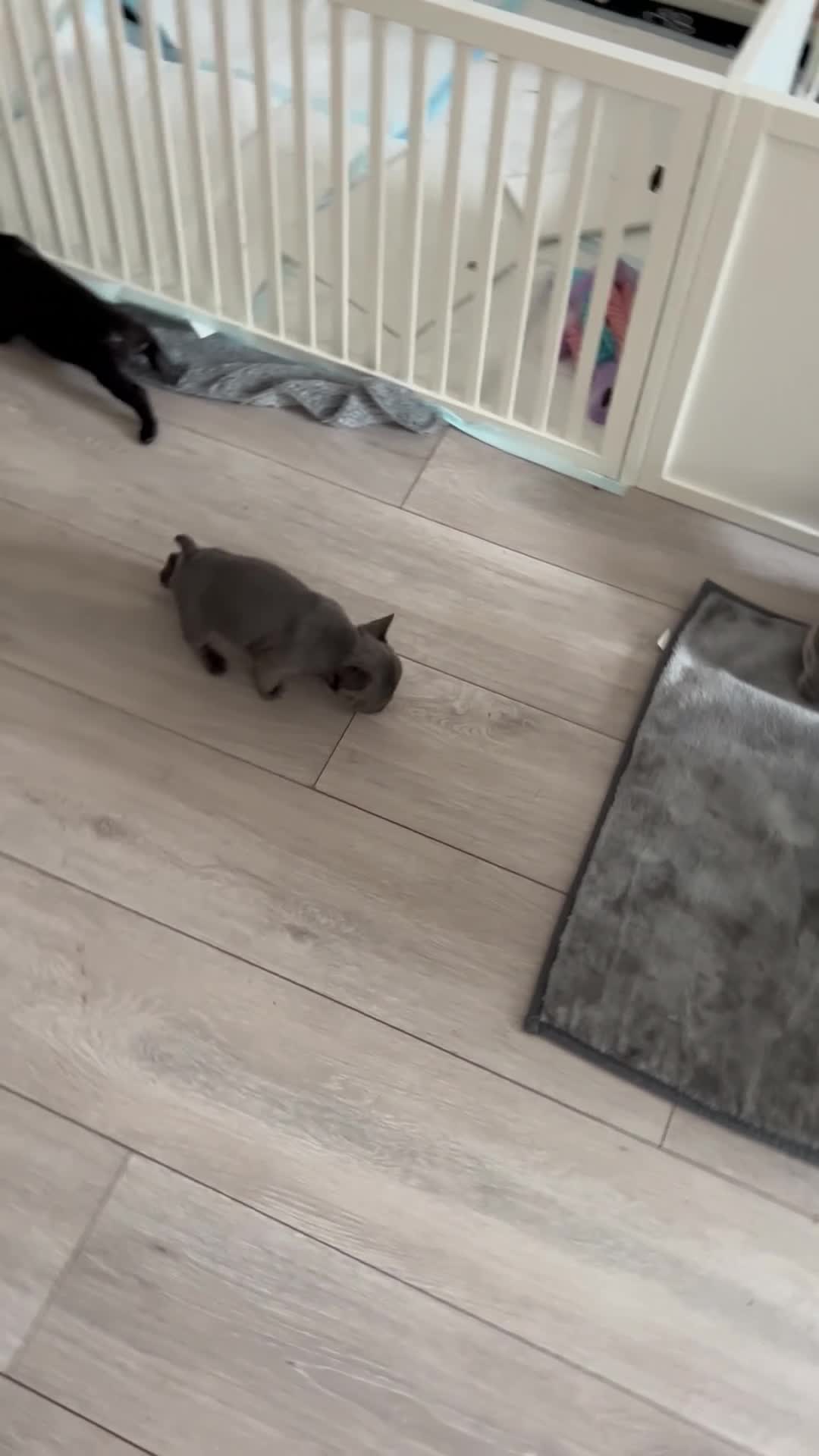 French Bulldog dogs for sale: French Bulldog puppies - Video 1