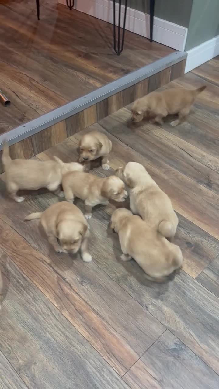 Golden Retriever dogs for sale: KC registered golden retrievers - Video 2