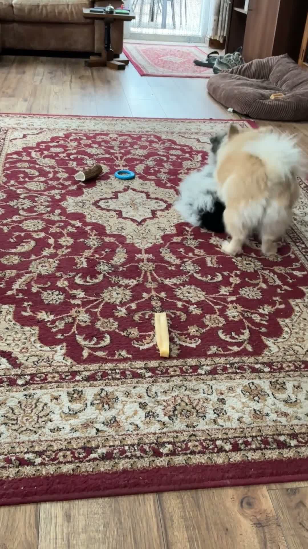 Pomeranian dogs for sale: Pomeranian in Doncaster - Video 1