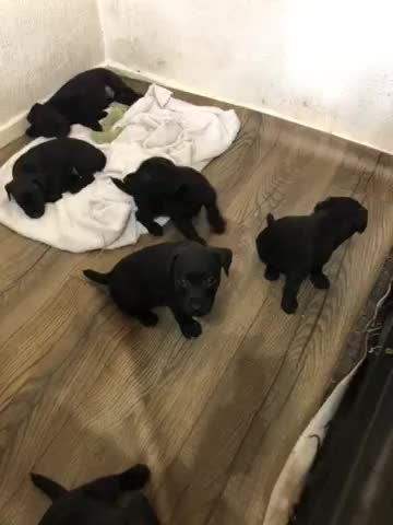 Patterdale Terrier dogs for sale: Patterdale puppies  in Burnley - Video 1