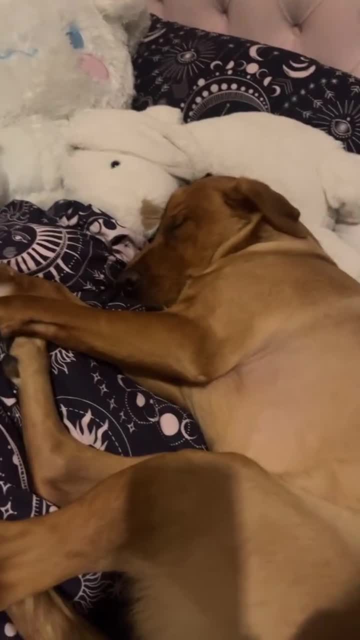Labrador Retriever dogs for stud: Labrador Retriever for stud - Video 1