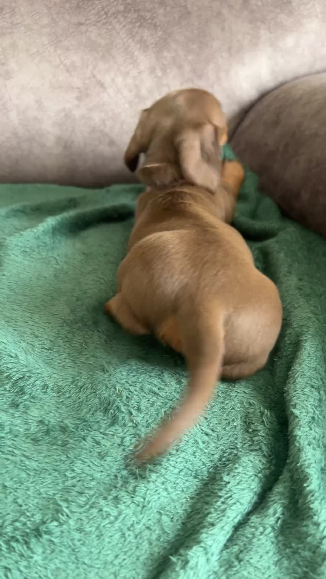 Dachshund dogs for sale: Chocolate and tan dachshund puppies ready 8wks + - Video 1