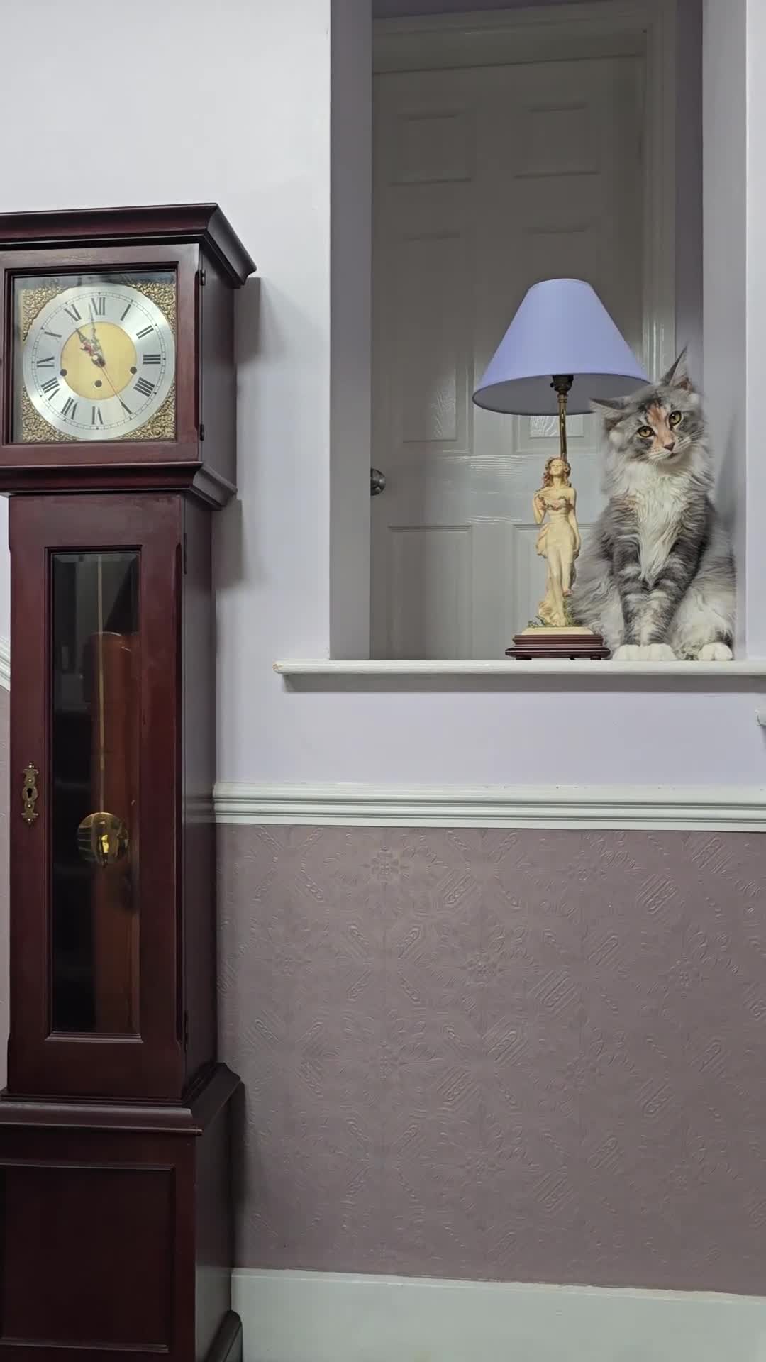 Maine Coon cats for sale: 🐾🐾 very  large  blue/ tortie female 🐾🐾 - Video 1