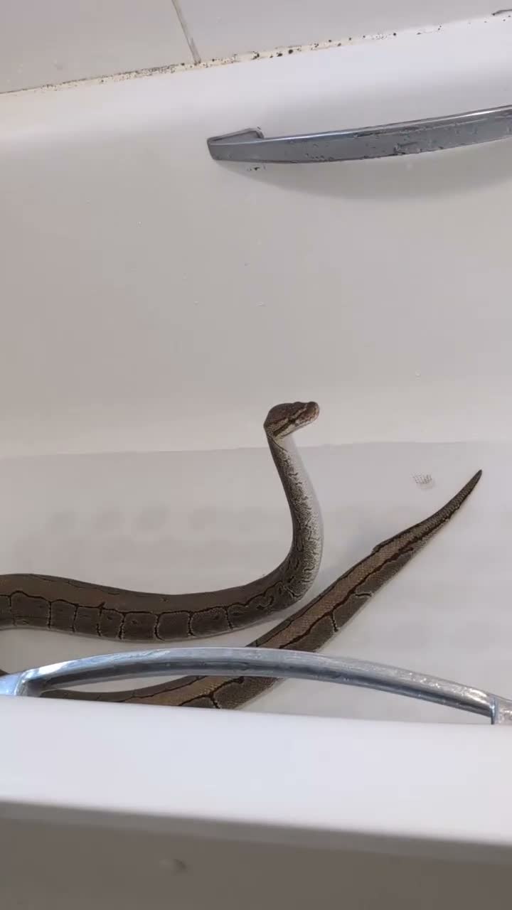 Python Snake reptiles for sale: Lovely royal python with viv for sale  - Video 1