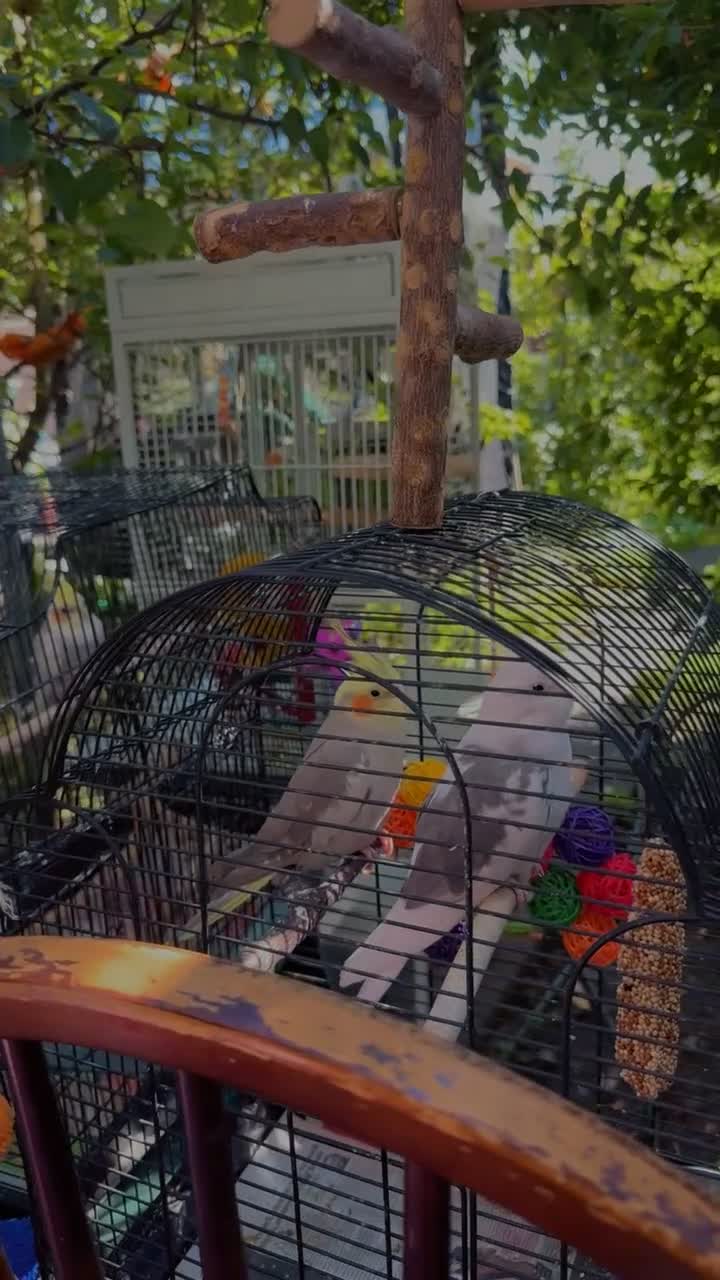 Cockatiels birds for sale: Cockatiels for sale Birmingham  in Birmingham - Video 1
