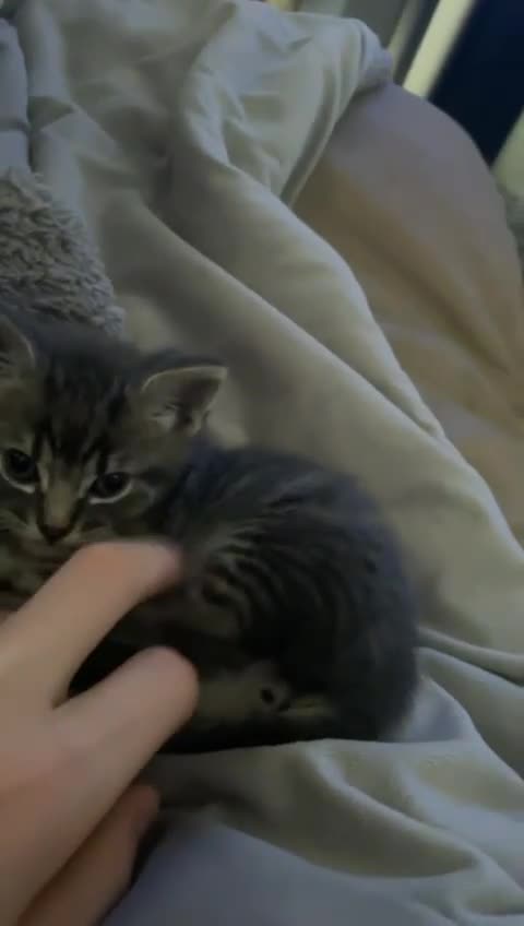 Mixed Breed cats for sale: 6 Of the cutest kittens ever !  - Video 2
