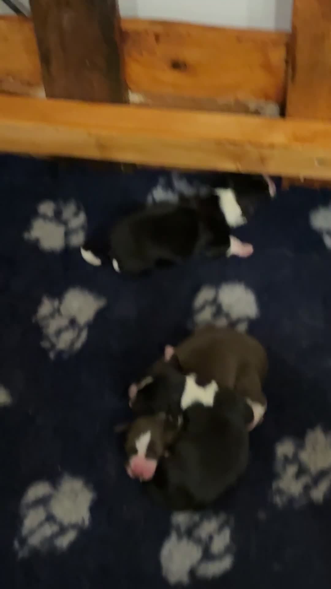 Mixed Breed dogs for sale: Beautiful puppies Sprollie x Cocker Spaniel  - Video 1