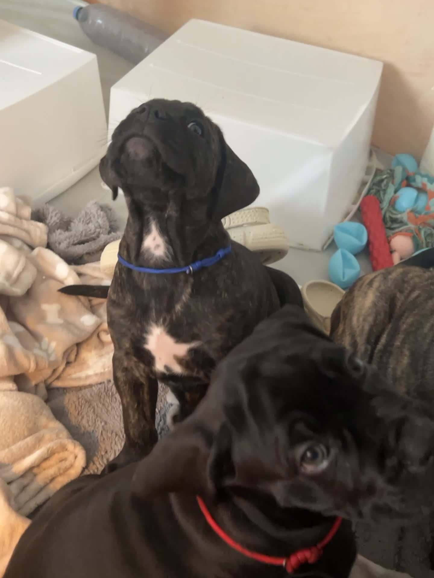 Cane Corso dogs for sale: Yuki X Aries Russian Champ Bloodline Puppies - Video 4