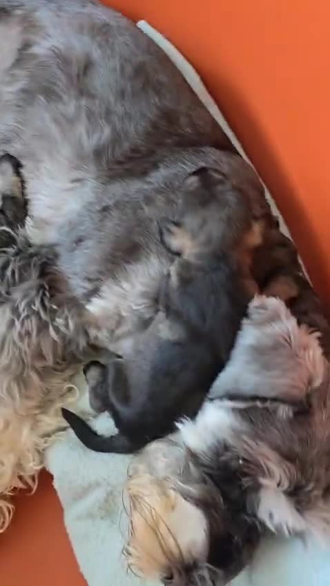 Miniature Schnauzer dogs for sale: Your furry soulmate - Video 1