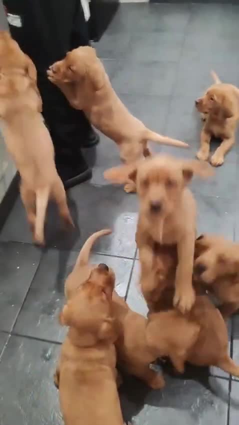 Labrador Retriever dogs for sale: FOX RED LABRADOR RETRIEVER PUPPYS READY NOW  - Video 1