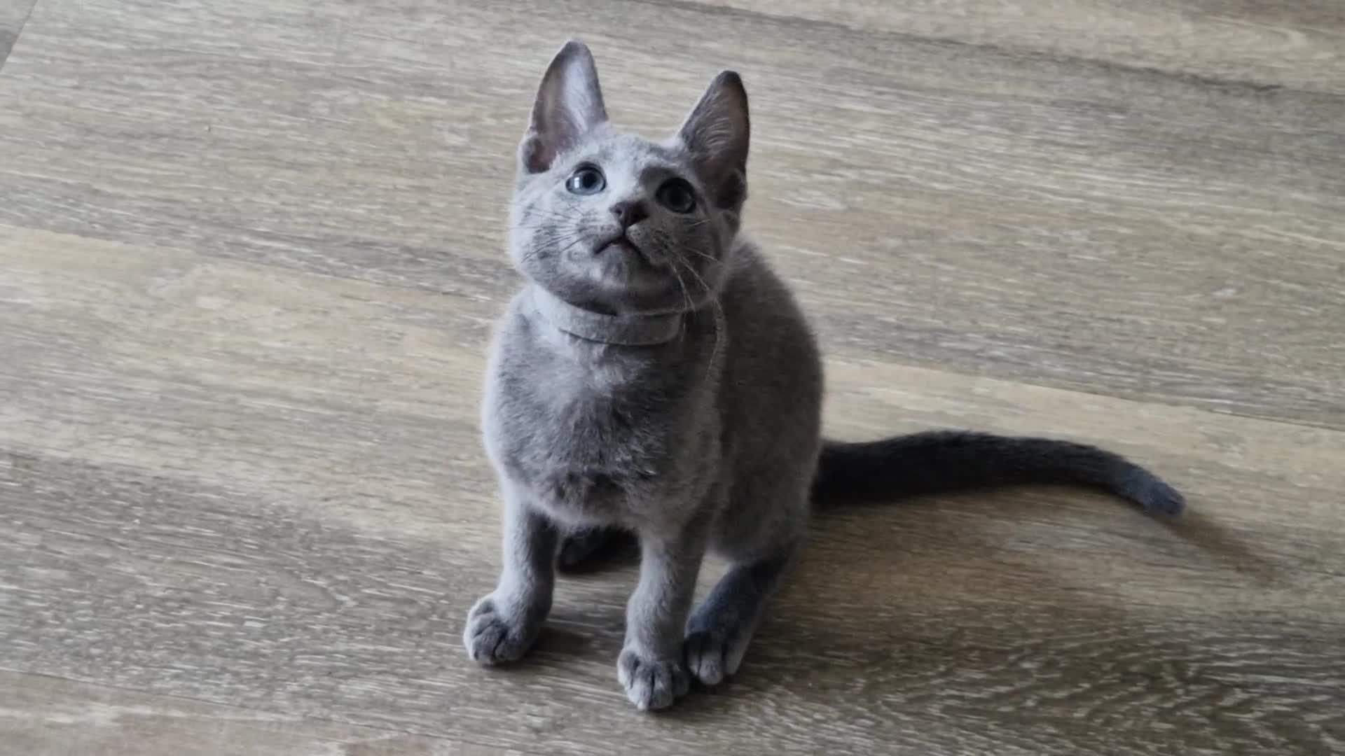 Russian Blue cats for sale: Pedigree Russian blue kittens  - Video 3