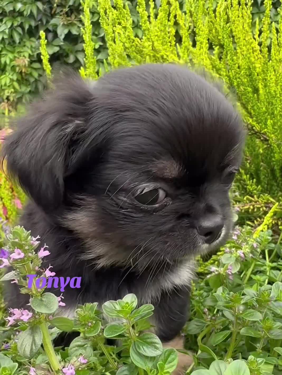 Chihuahua dogs for sale: KC long coat quality chihuahua Licensed breeder - Video 5