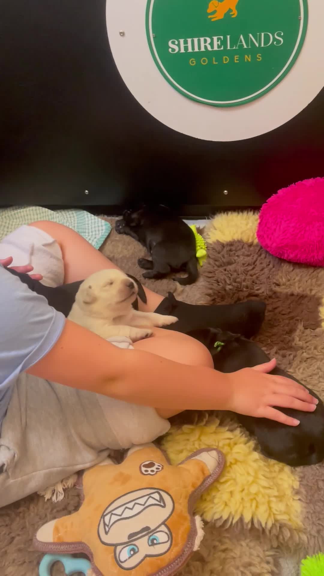 Goldador dogs for sale: One stunning goldador boy available ❤️ - Video 3