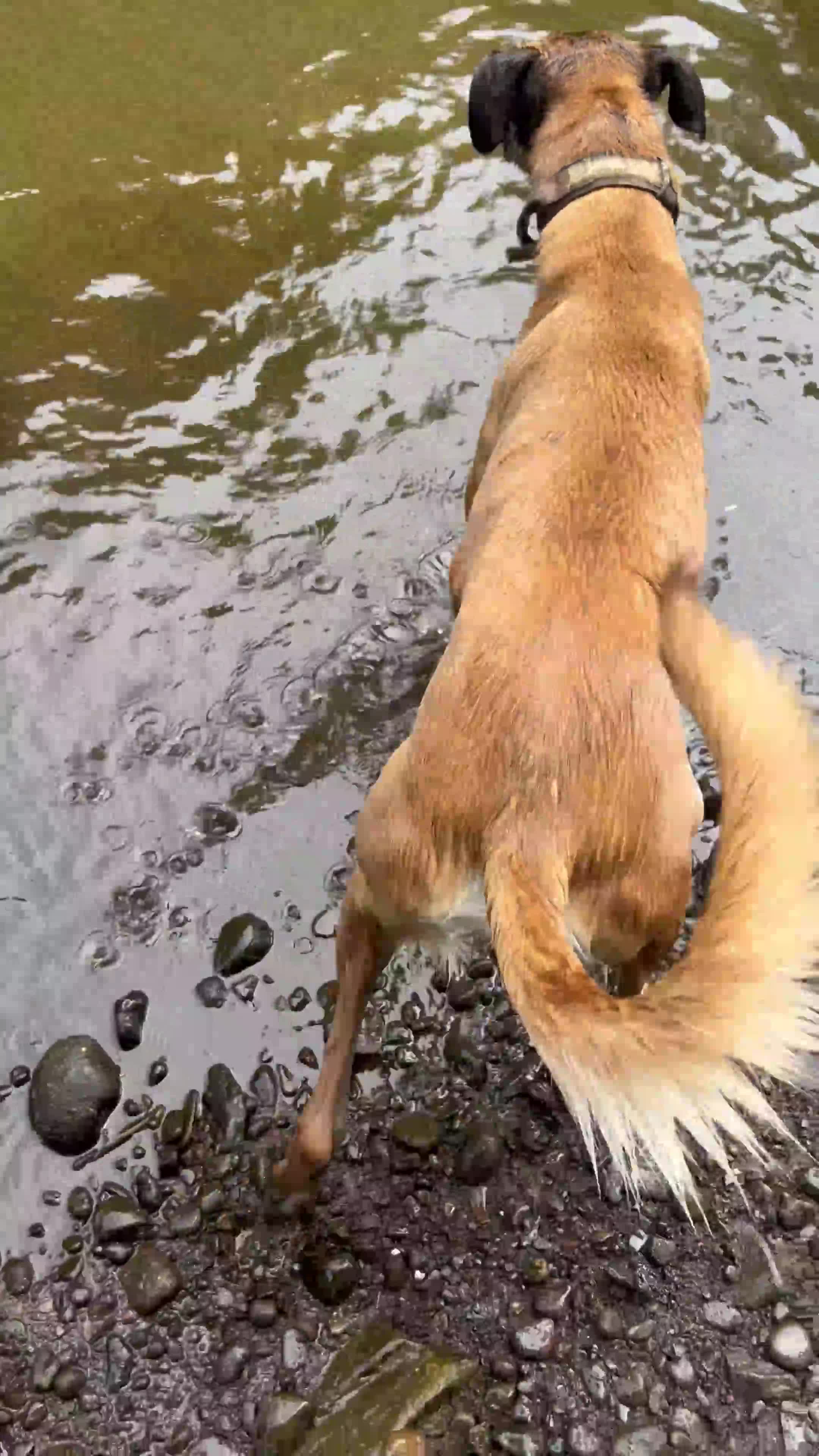 Mixed Breed dogs for sale: Zu - Belgian shepherd x Greyhound  - Video 2