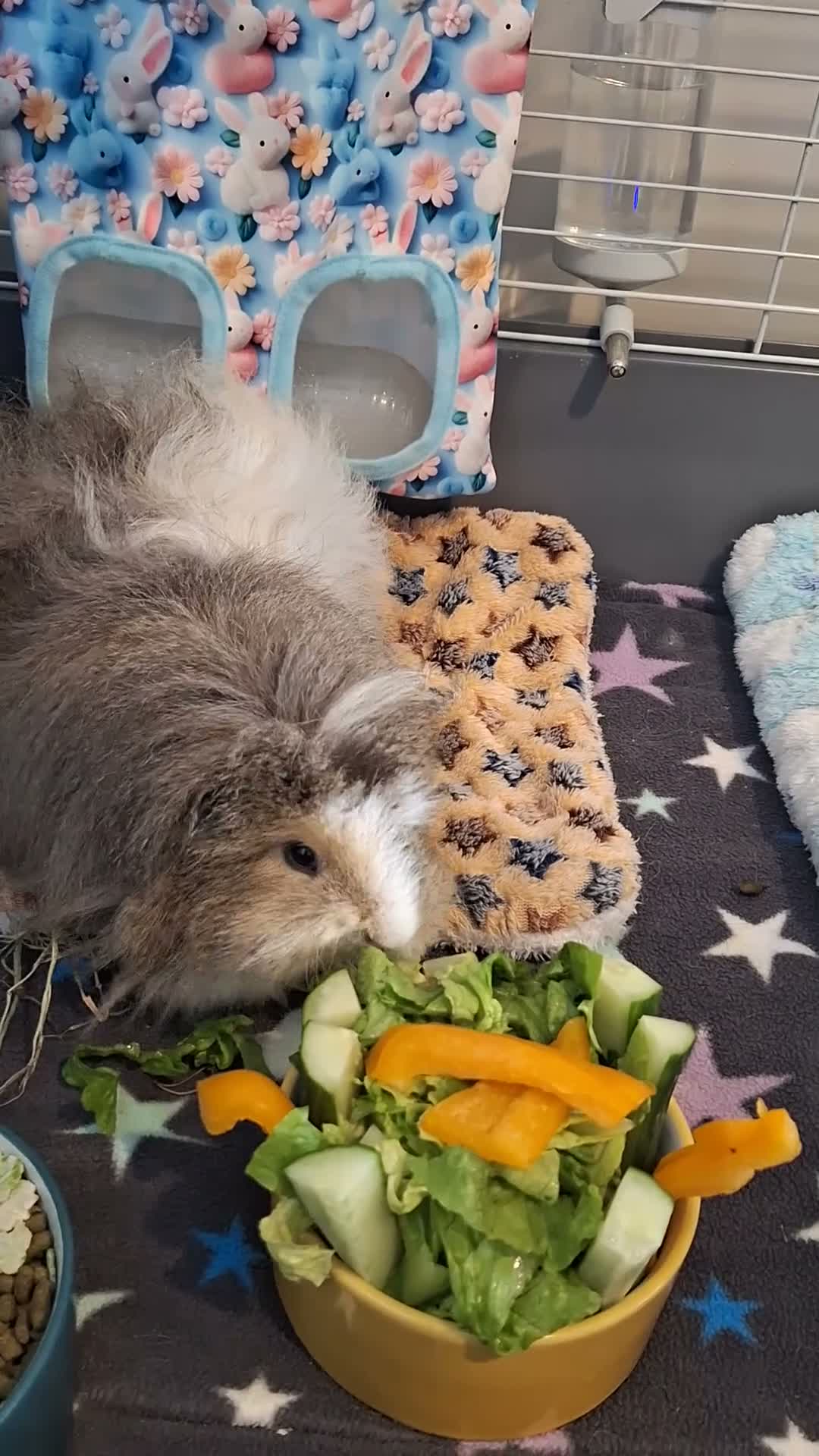 Guinea Pig rodents for sale: 1 Neutered Boy and 1 Girl Bonded Pair Guinea Pigs - Video 2