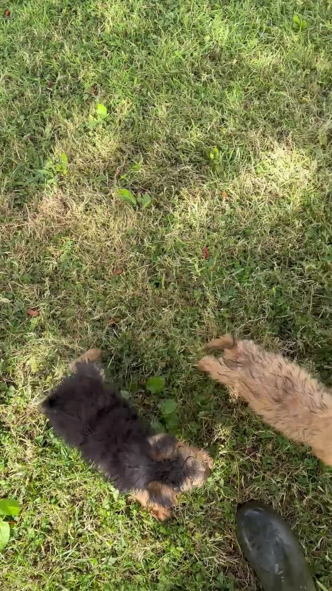 Lakeland Terrier dogs for sale: Lakeland Terrier pups - Video 1