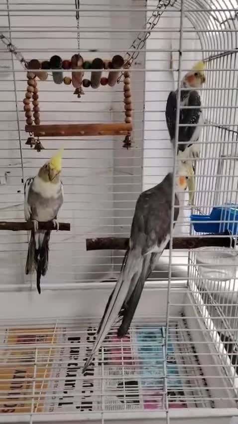 Cockatiels birds for sale: lovely cockatiels - Video 1