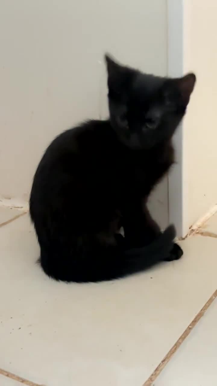 Mixed Breed cats for sale: 2 female black kittens and a tabby male  - Video 1