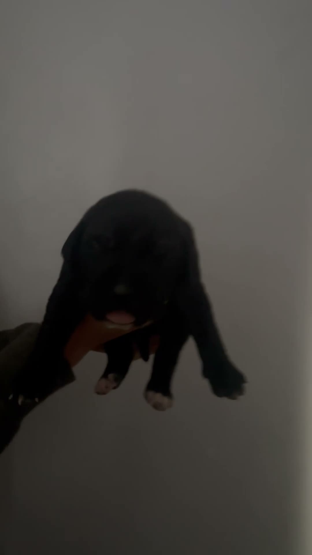 Mixed Breed dogs for sale: Beautiful Cane Corso Puppy  in London - Video 1