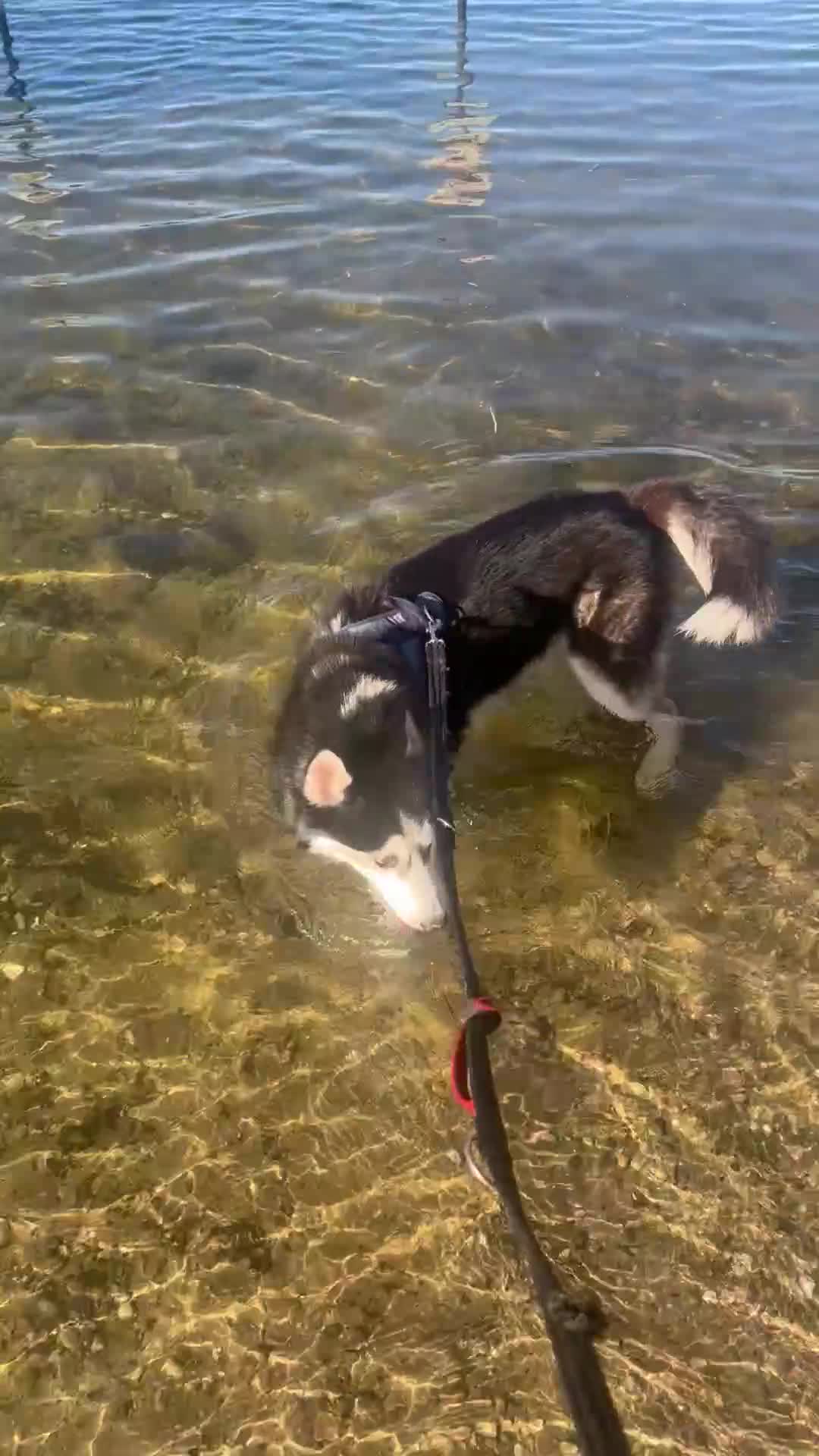 Siberian Husky dogs for sale: Thor  - Video 1