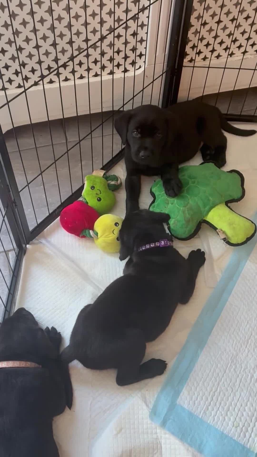 Labrador Retriever dogs for sale: Beautiful KC Black Labrador Puppies  - Video 1