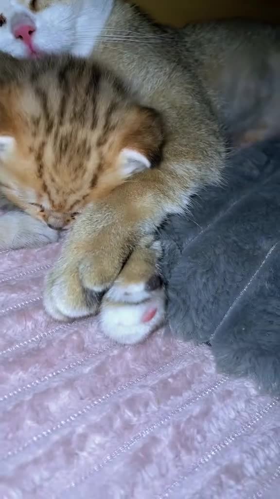British Shorthair cats for sale: 🌟 Exceptional GCCF Register BSH Golden Kittens 🌟 - Video 3