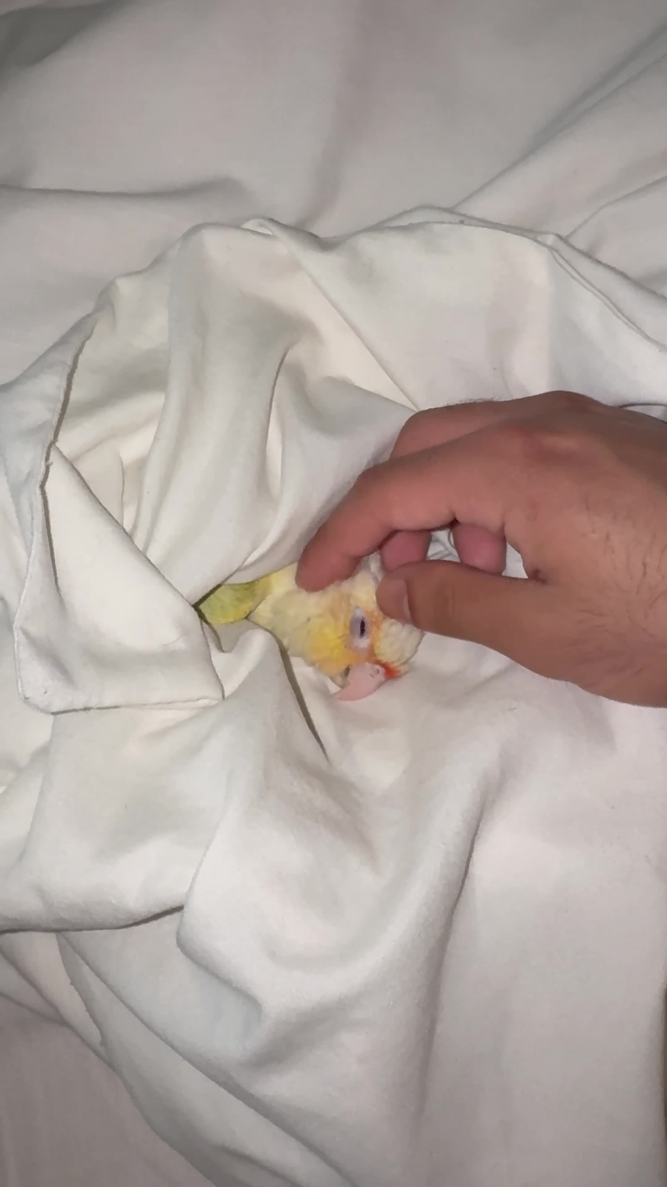 Conures birds for sale: Rehoming The Sweetest Moon Cheek Conure - Video 1