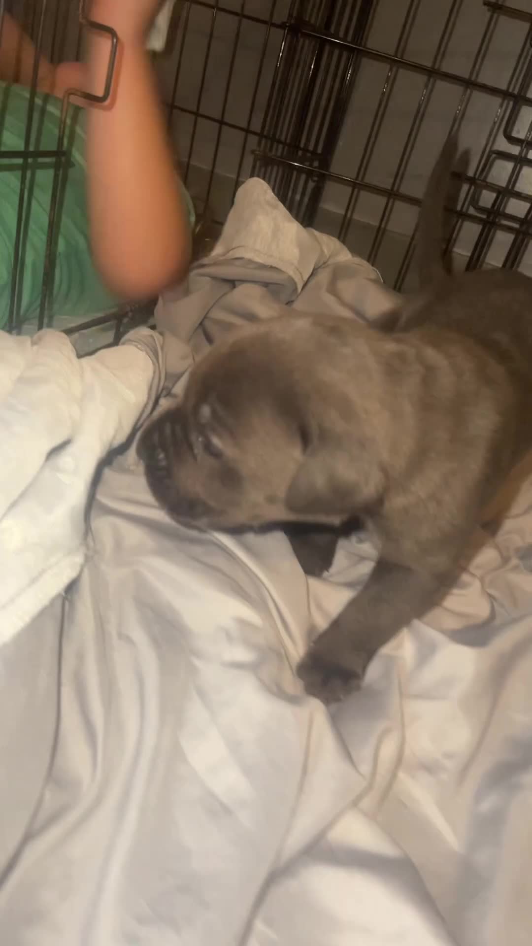 Cane Corso dogs for sale: Beautiful cane corso puppies 2 girls 1 boy LEFT ! - Video 1