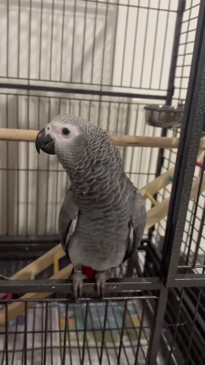 Parrots birds for sale: Male  in Southsea - Video 2