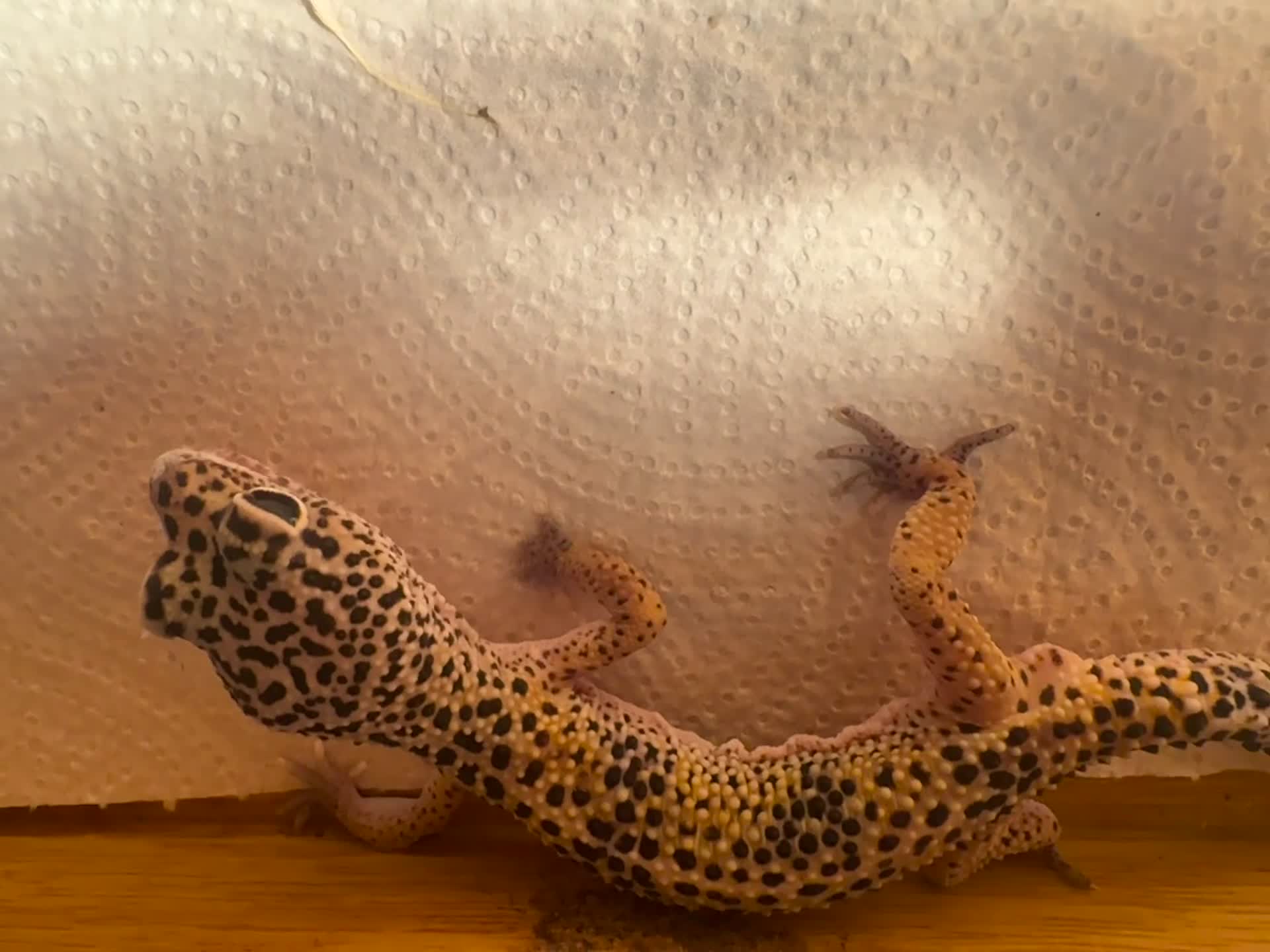 Leopard Gecko reptiles for sale: Leopard geckos I’ve had them for about a year  in Reading - Video 1