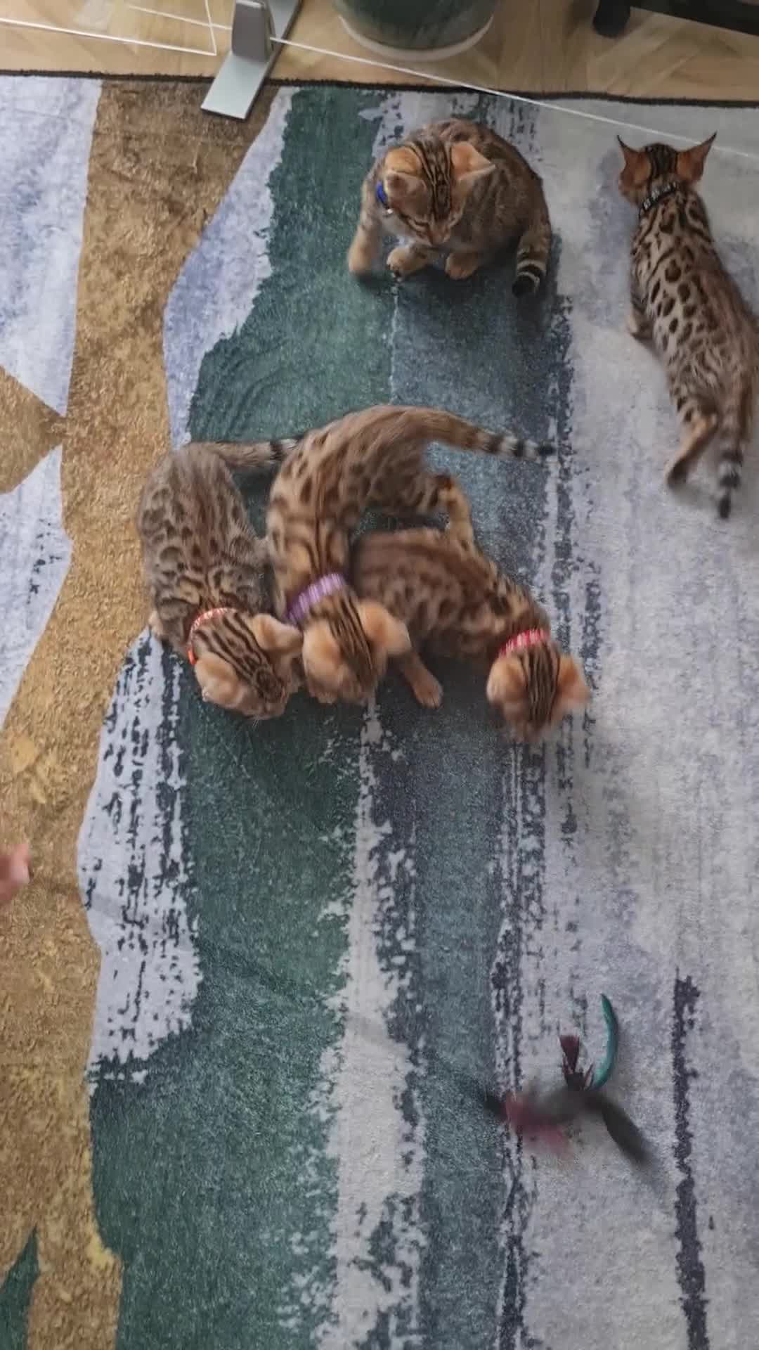 Bengal cats for sale: GORGEOUS PURE BENGAL KITTENS READY TO GO ❤️ - Video 1